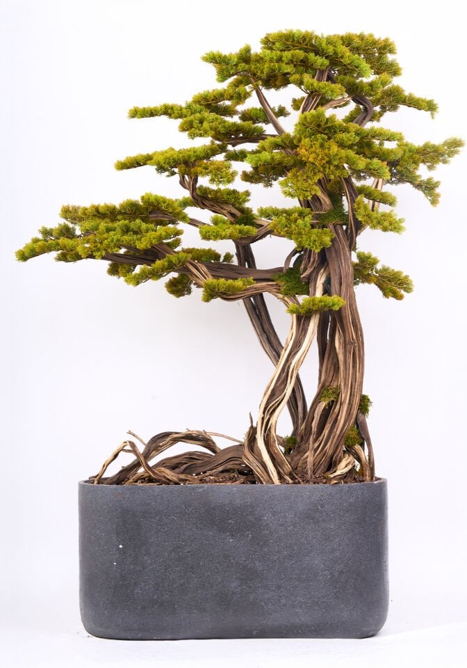 Doğal Gövdeli Yapay Bonsai Ağaç Saksılı 100 X 190 cm SA7432-063