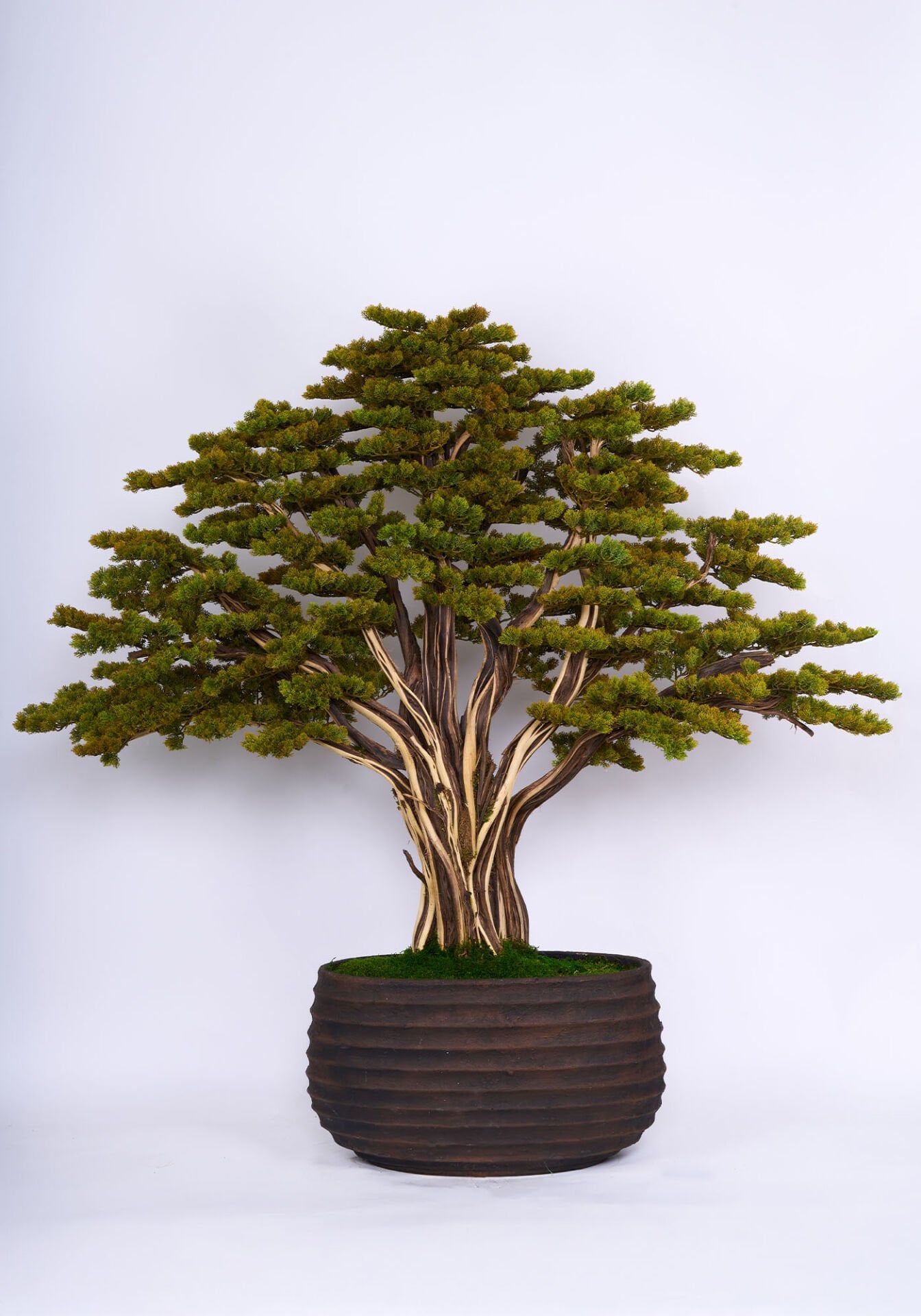 Doğal Gövdeli Yapay Bonsai Ağaç Saksılı 180 X 170 cm YSA-1054