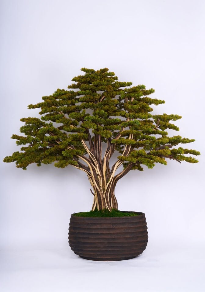 Doğal Gövdeli Yapay Bonsai Ağaç Saksılı 180 X 170 cm YSA-1054