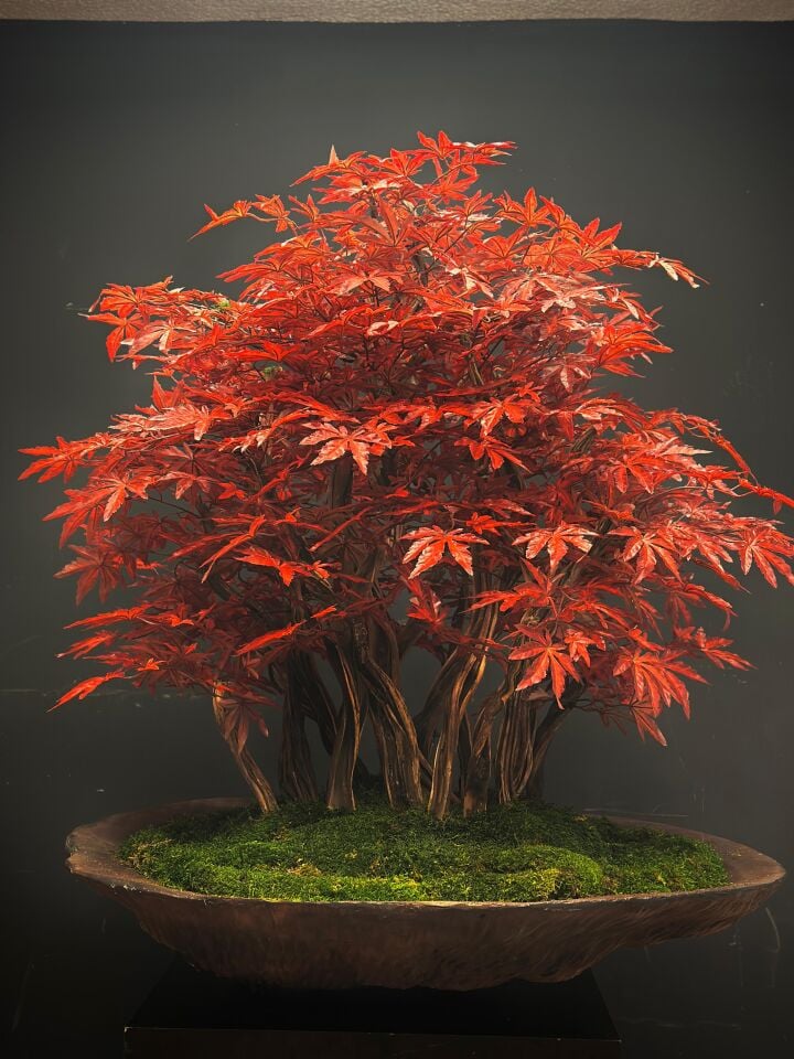 Doğal Gövdeli Yapay Bonsai Hazan Ağaç Saksılı 140 X 160 cm SA3043-007